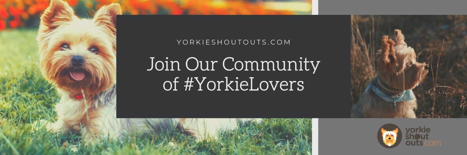 YorkieShoutOuts's profile banner image