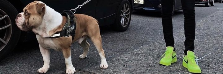 Canadian_borga banner