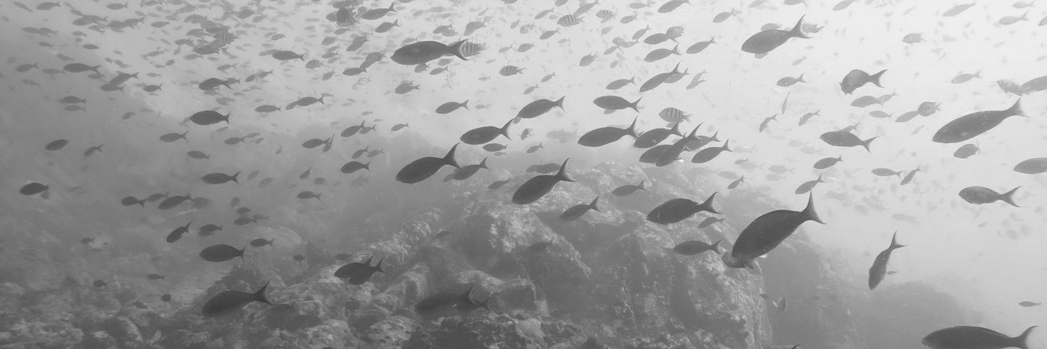 FishSens Magazine banner