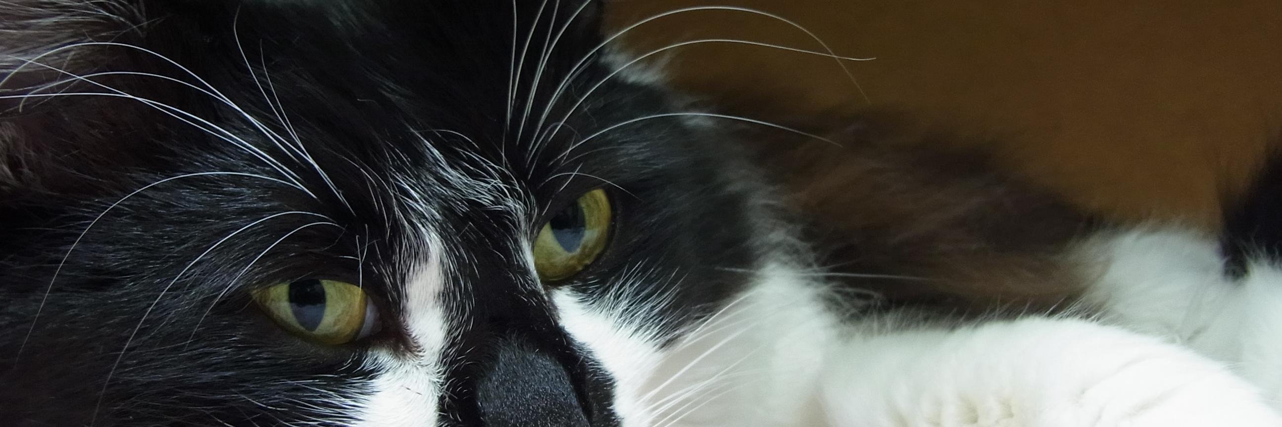 rthcat1's profile banner image