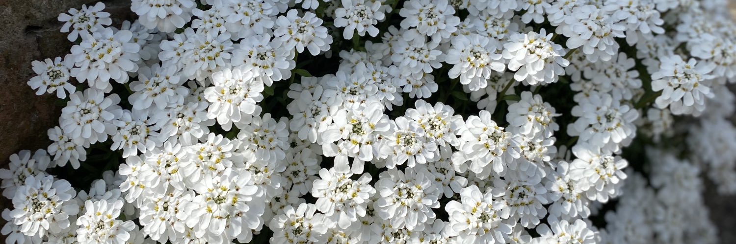 Banaz Star-Shirko banner