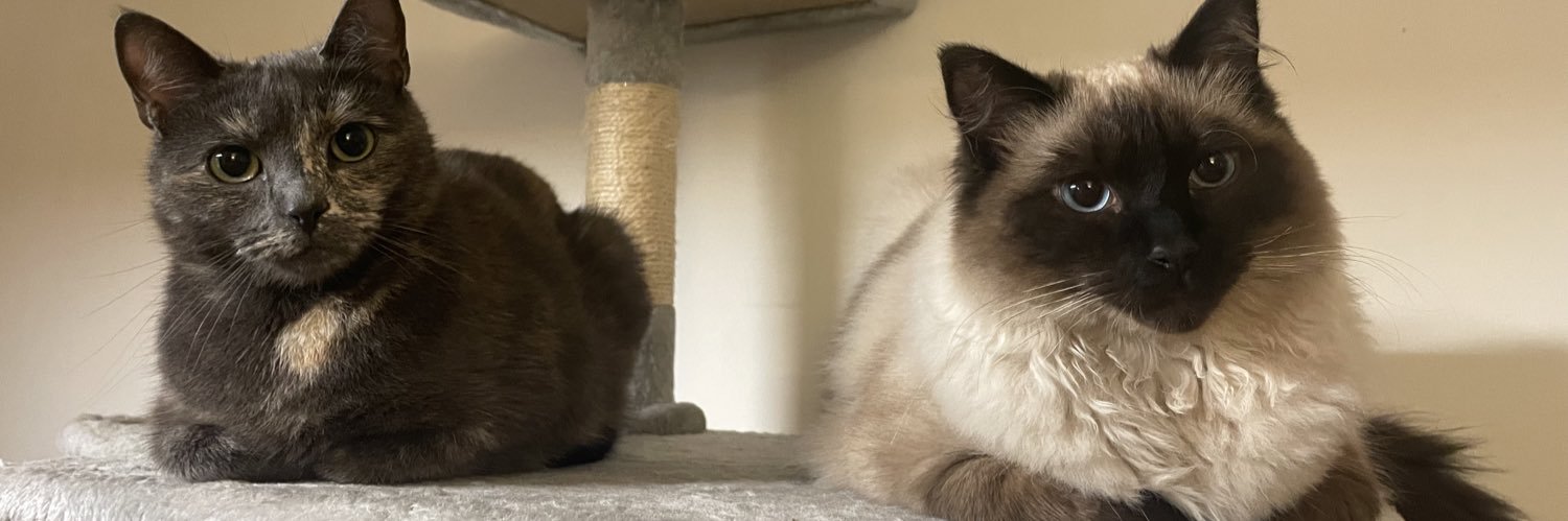 Stevie Martin banner