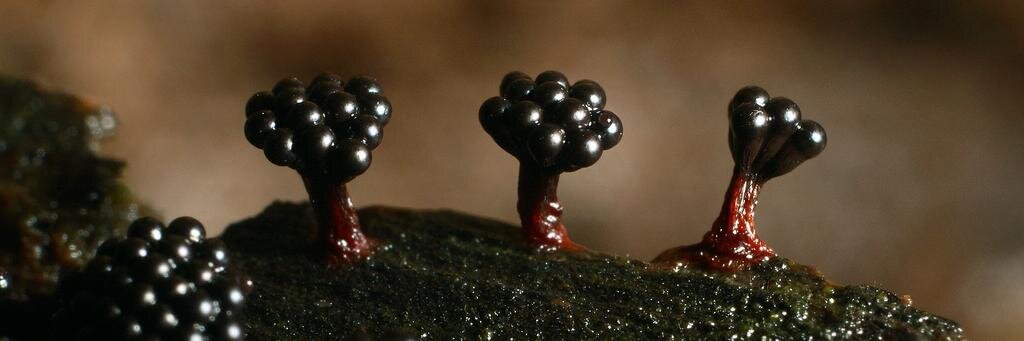 Jennifer Frazer banner