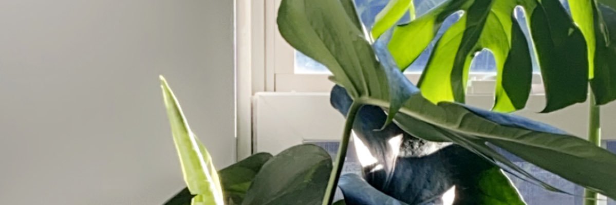 lexisissell's profile banner image