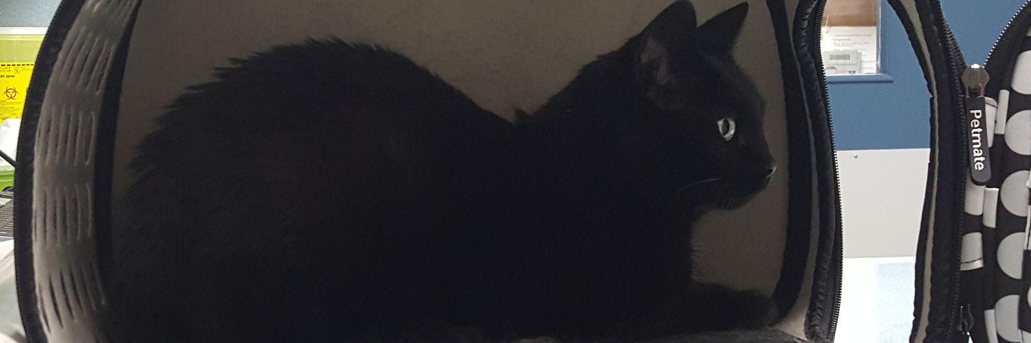 bumbleboops's profile banner image
