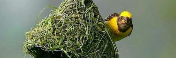 Shyam87349 Profile Banner