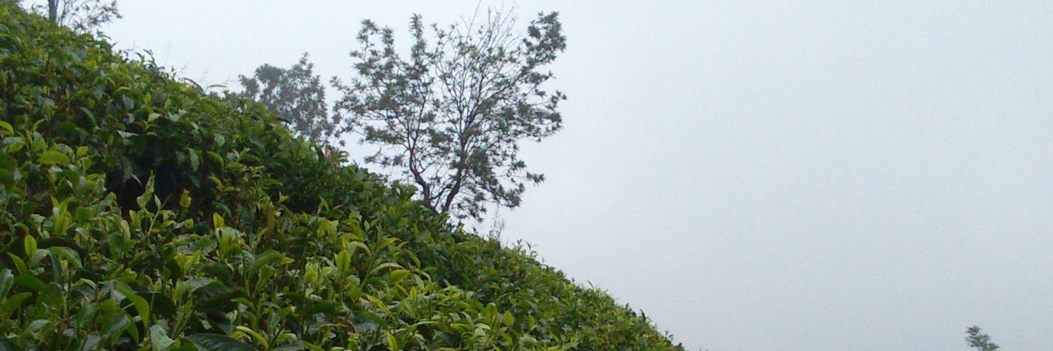 Lalatendu Rout banner