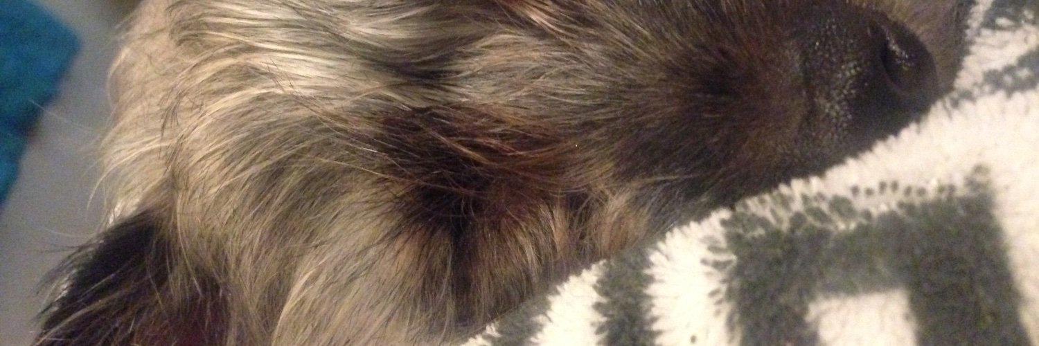 prosemiss's profile banner image