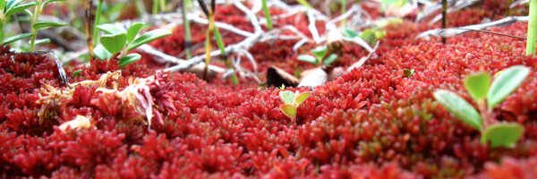 mossMatters Profile Banner