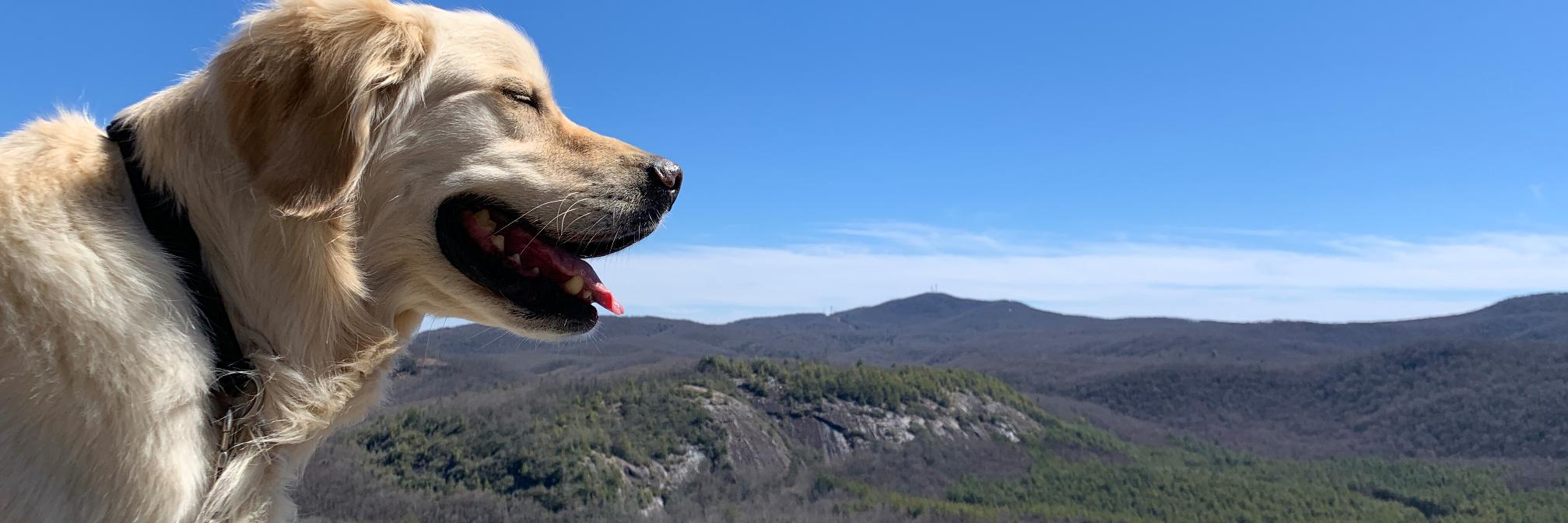 gofetchwellness's profile banner image