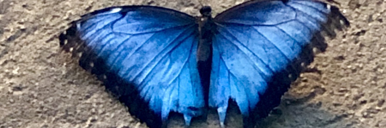 BethLBritton's profile banner image