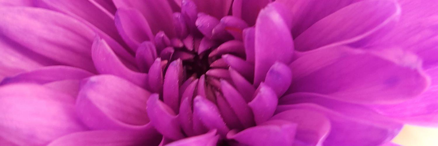 CattDeanandCara's profile banner image