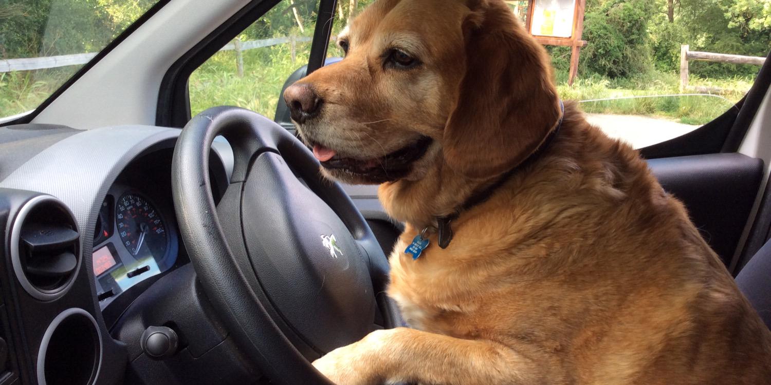 HappyDogEnfield's profile banner image