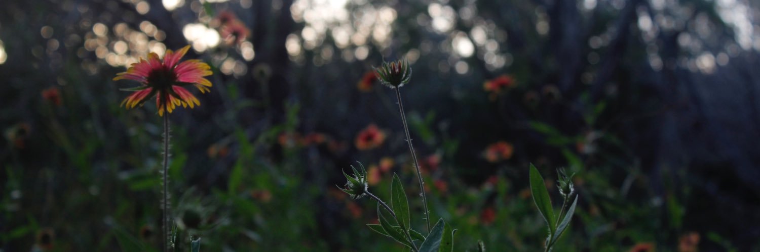 AudreyAA__'s profile banner image