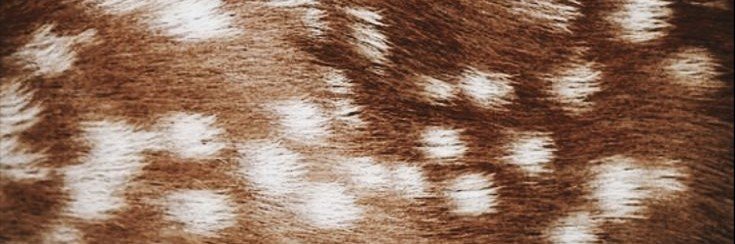identifty's profile banner image