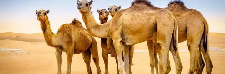 Mohamedoo__'s profile banner image