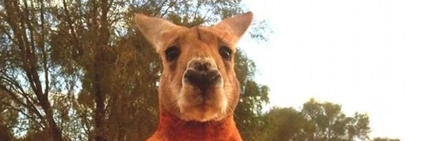 svpooni's profile banner image