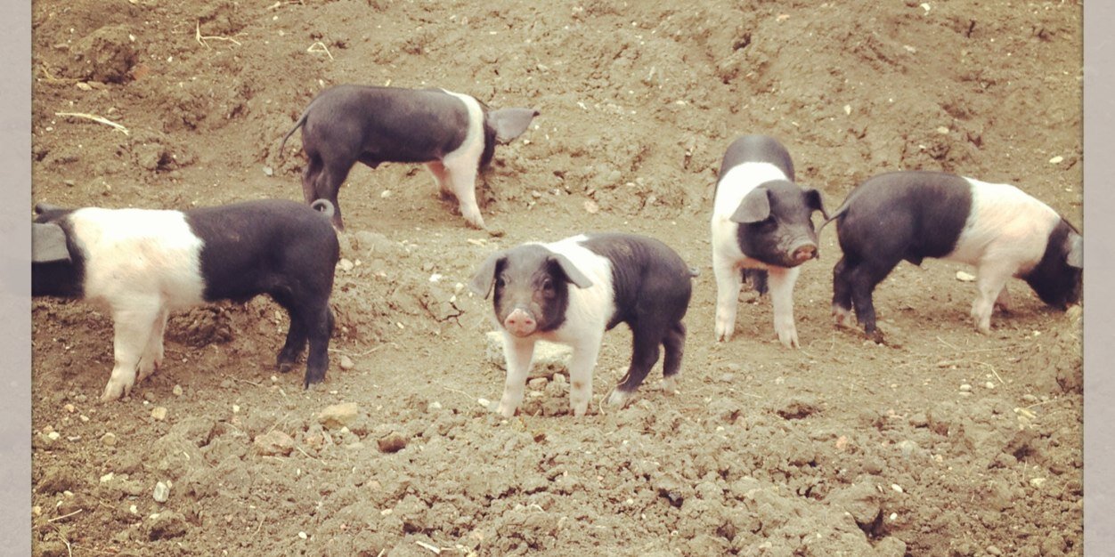 Amanda Nilsson banner