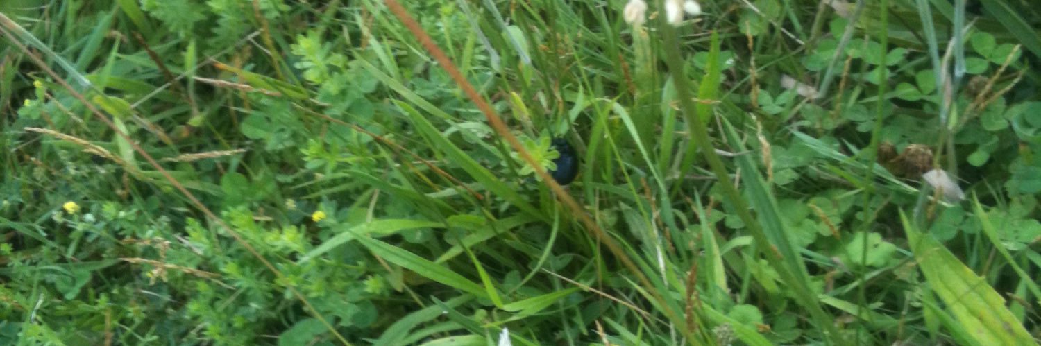 Catherine Sutton banner