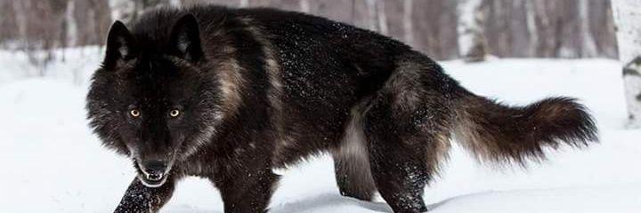 BigBearGabriel's profile banner image