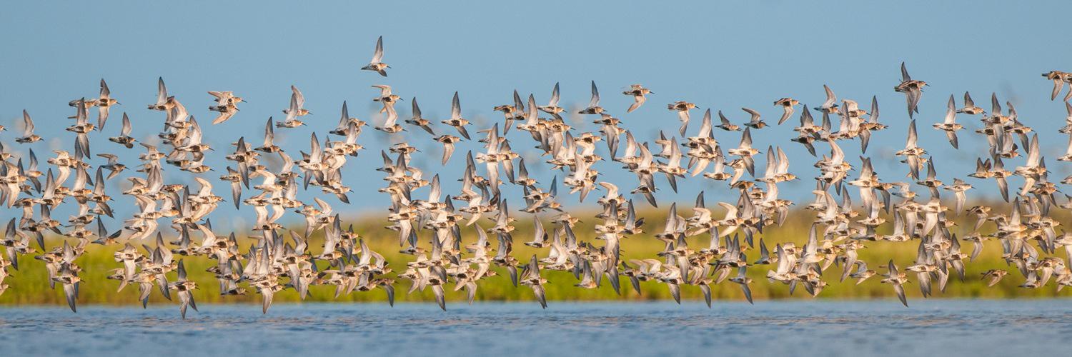 Martin Standley banner