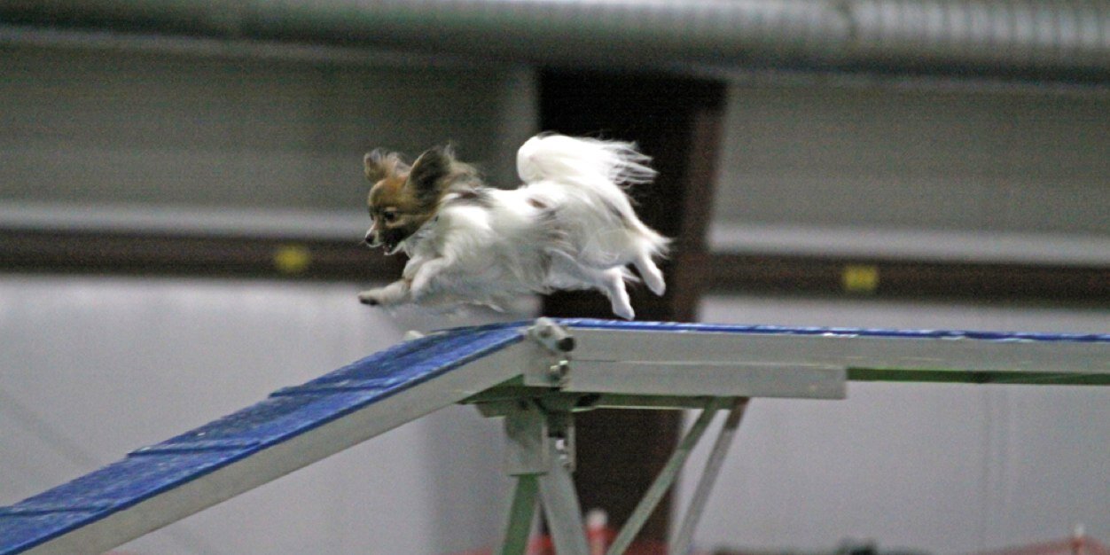 Samurai the Papillon banner