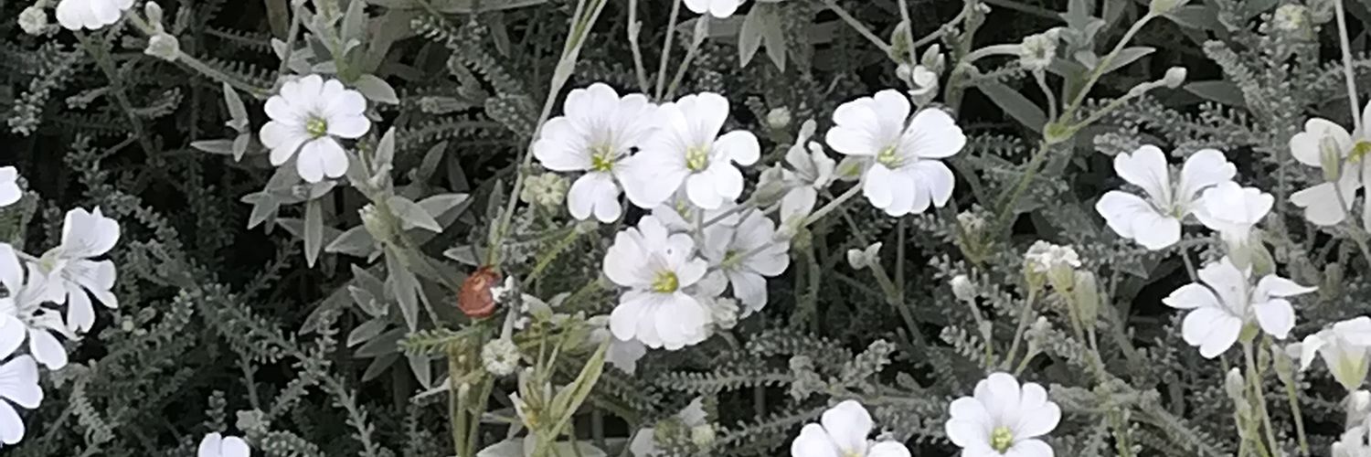 Celi 🦋 🍏 banner