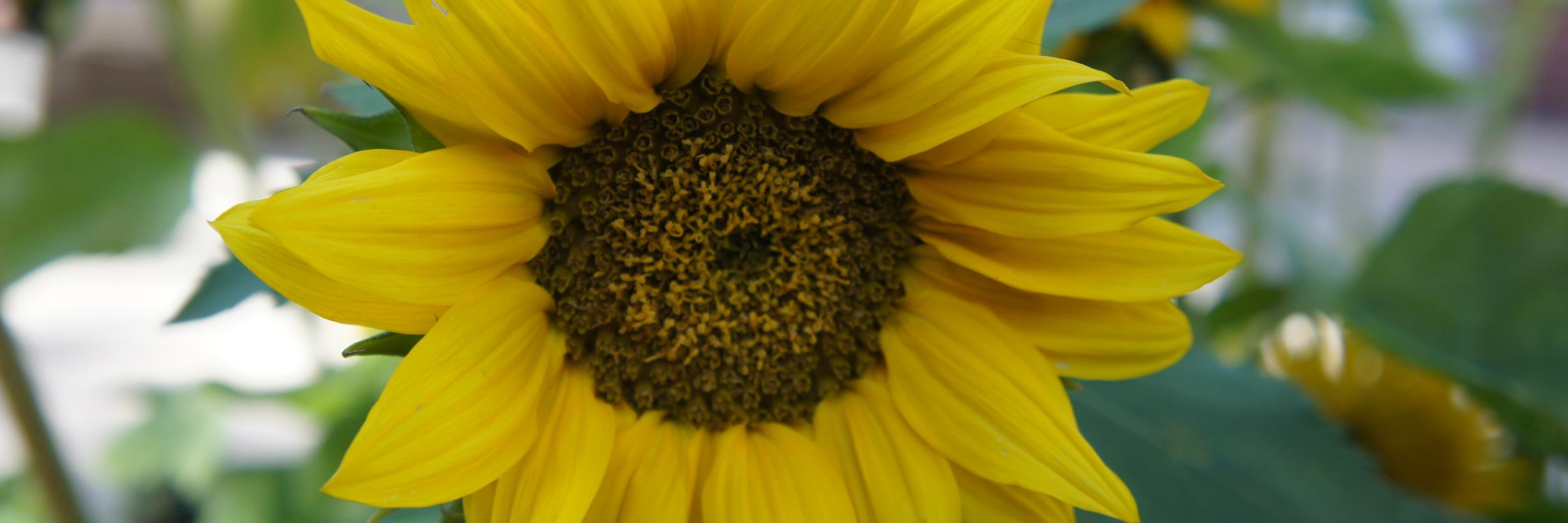 pgutier's profile banner image