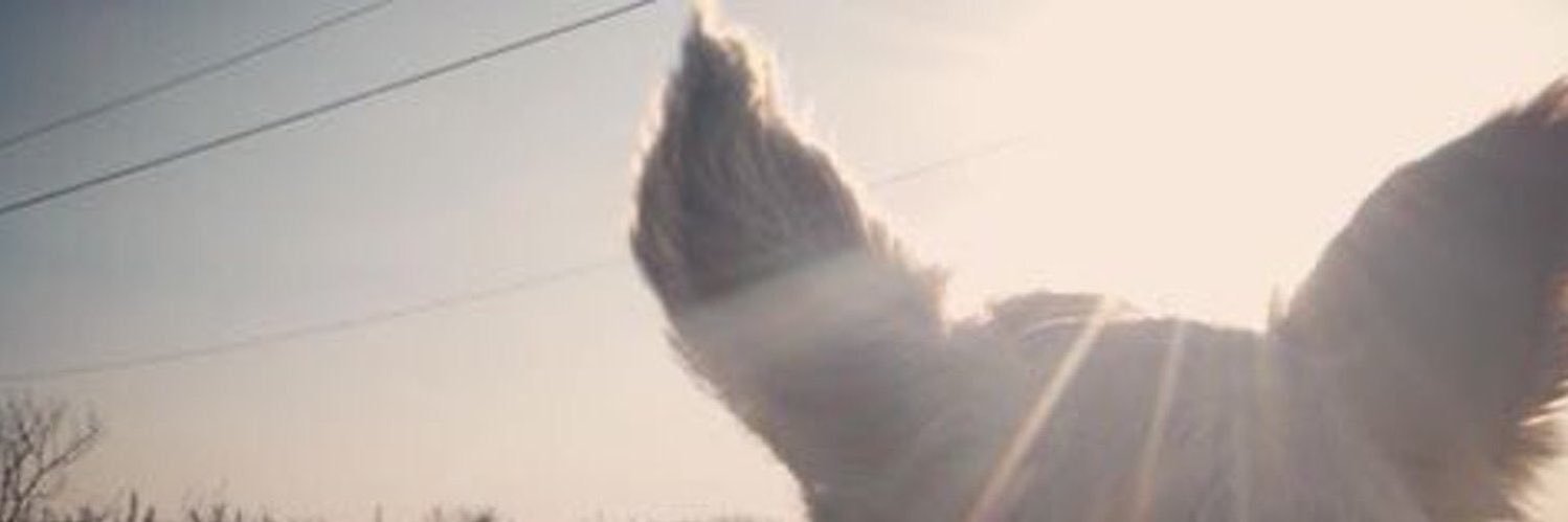 monikagd's profile banner image