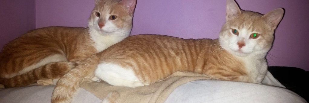 Antonio Garcia banner