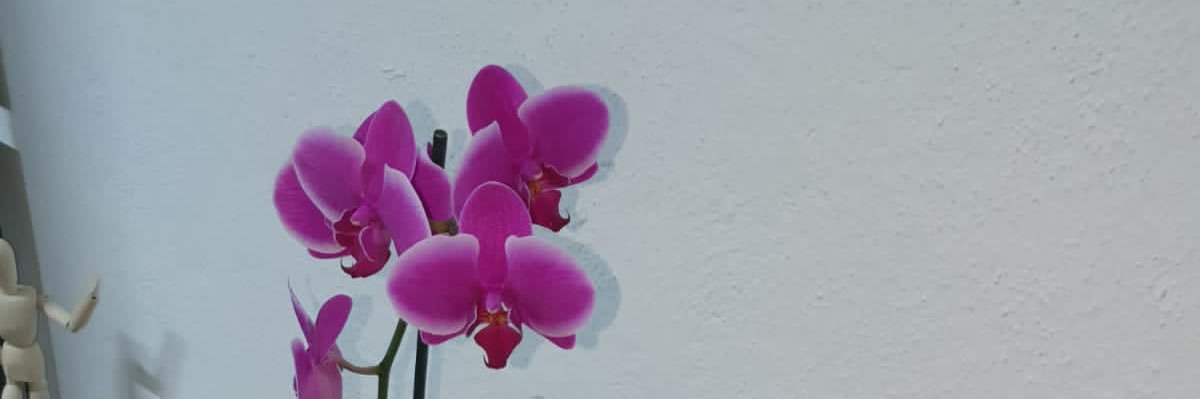 DraSFdez's profile banner image