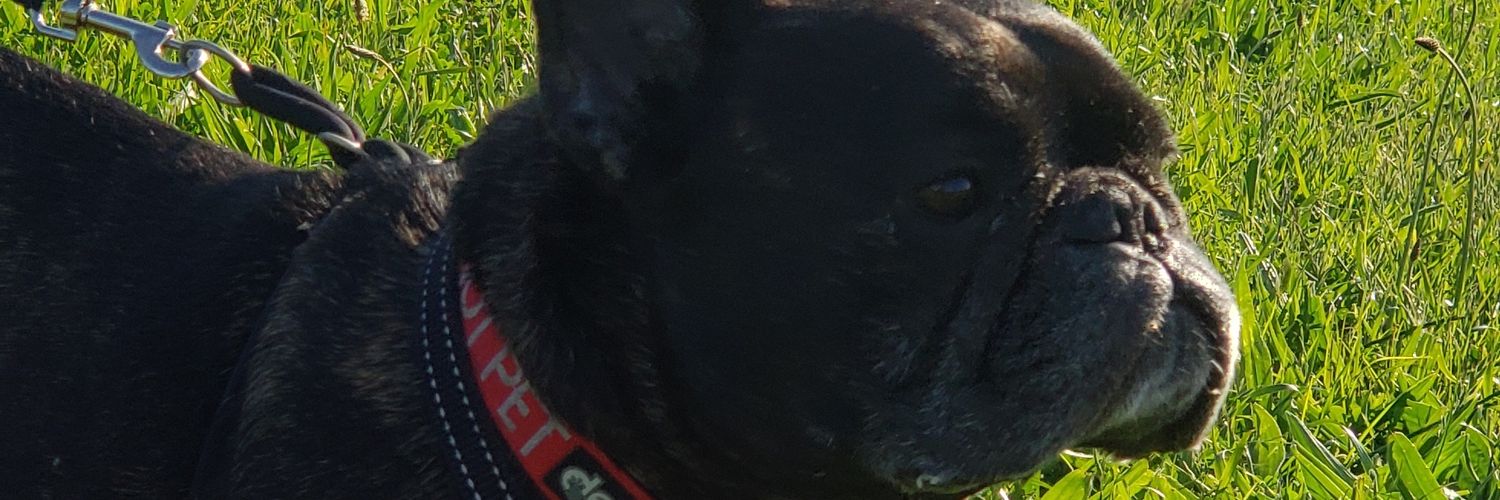 neatz_notso's profile banner image