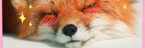 MeatyFox's profile banner image