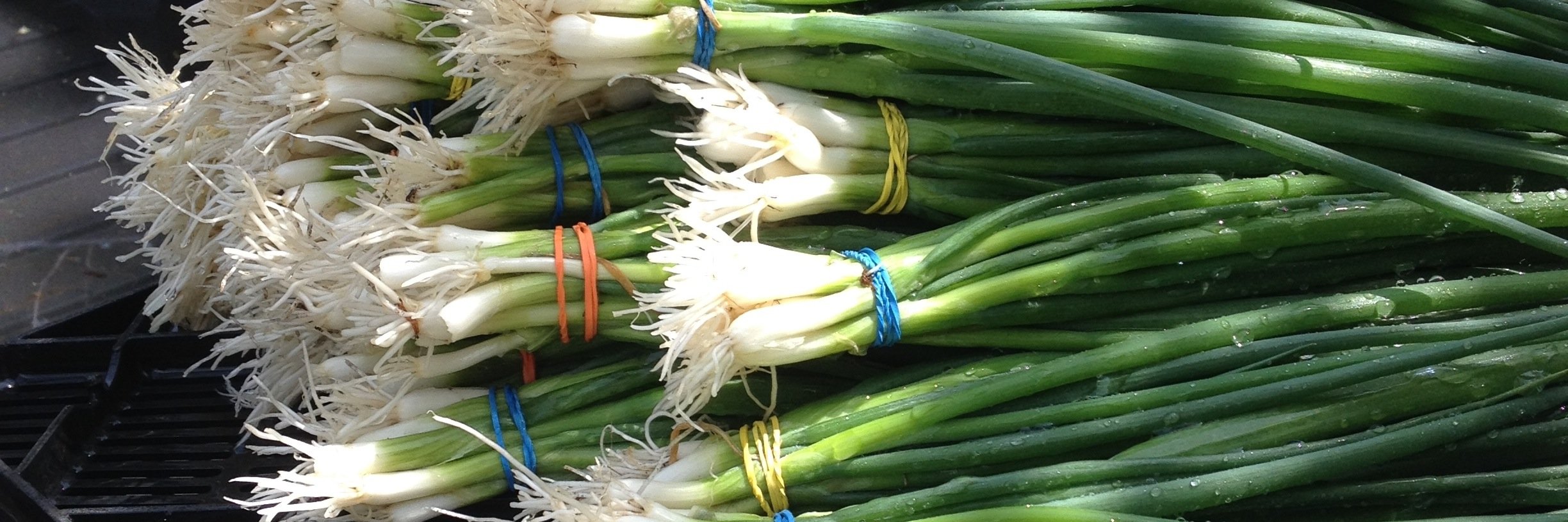 BearRootsFarm's profile banner image
