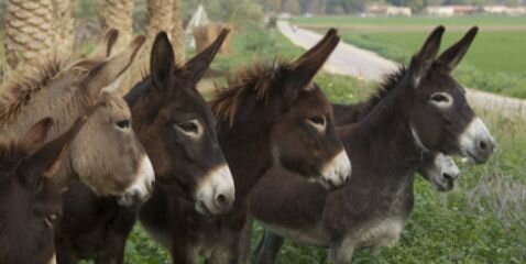 mules101's profile banner image