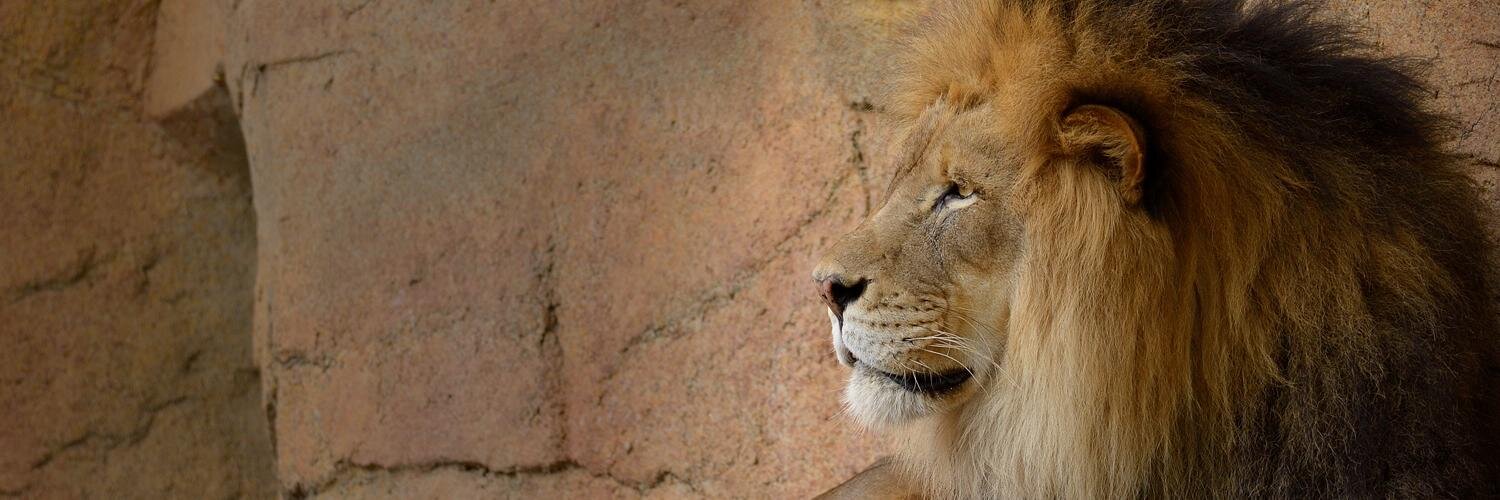 AbrahmLion's profile banner image