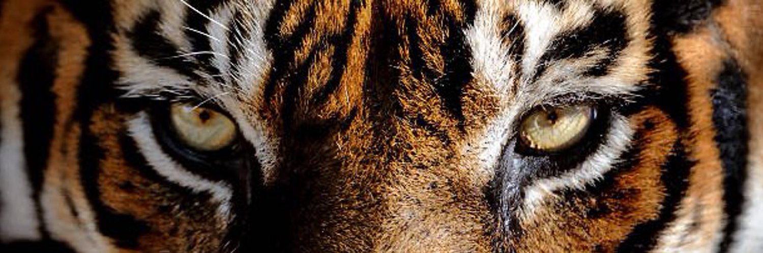 the_leon_01's profile banner image