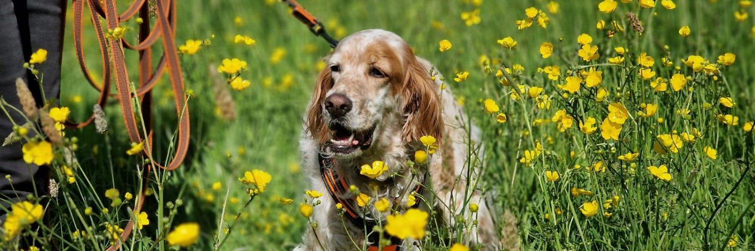 Paddy the Springer banner