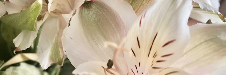 znovbie's profile banner image