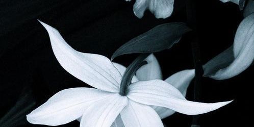 CilernaNews's profile banner image