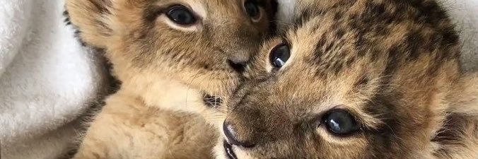 clqueen_'s profile banner image