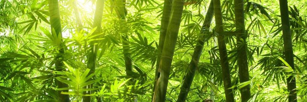 WeArePanda's profile banner image