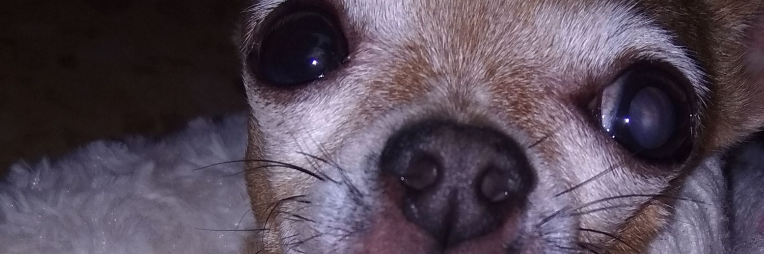 lapastorina's profile banner image