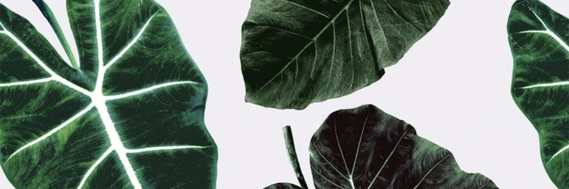 tiffhonda's profile banner image