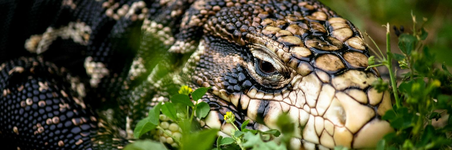 Wrangler Elisa banner