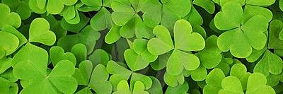 St. Patrick Grade 4 banner