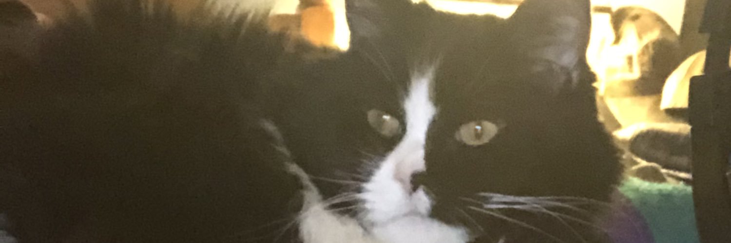 dusthtchr's profile banner image