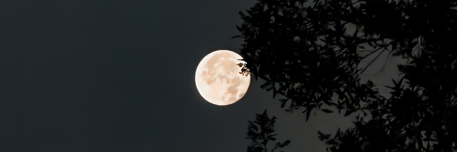 _xila_x's profile banner image