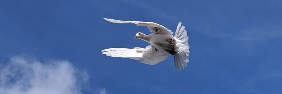 JudyCutt1's profile banner image