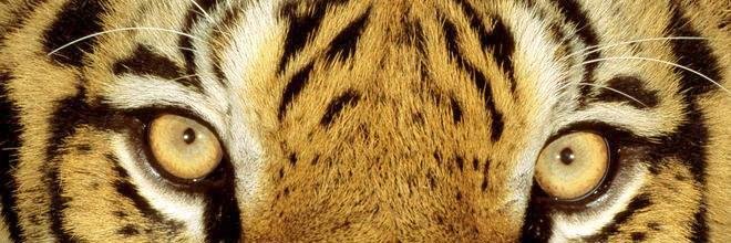 Carroll_Tigers's profile banner image